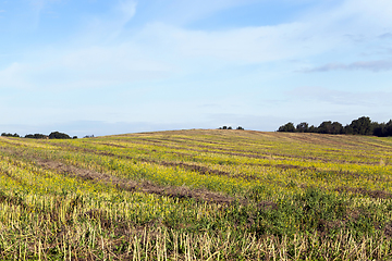 Image showing rows of straw rapeseed