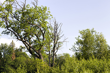 Image showing the first young leaves on trees