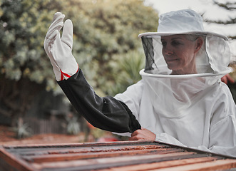 Image showing Farm, agriculture and honey with a woman beekeeper working outdoor in the countryside for sustainability. Beehive, beekeeping and product with a female farmer at work outside in natural produce