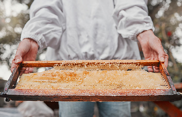 Image showing Hands, frame and honeycomb with a woman beekeeper working outdoor in the countryside for sustainability. Agriculture, farm and honey with a female farmer at work in the production of natural extract