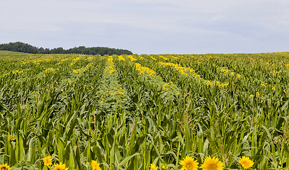 Image showing bright sunflower with corn