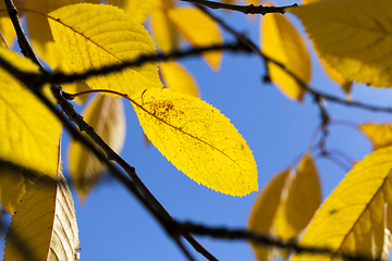 Image showing autumn nature