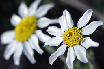 Image showing camomile