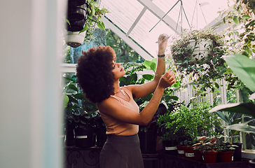 Image showing Greenhouse, plants and black woman check quality control, growth care and progress for gardening, agriculture and startup. Small business owner, eco friendly and green garden worker with a pot plant