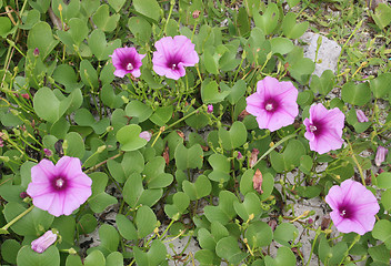 Image showing Flowers