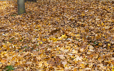 Image showing autumn nature