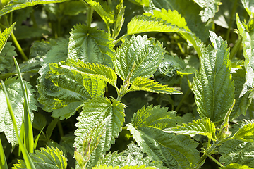 Image showing fresh nettles