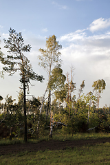 Image showing real nature with trees