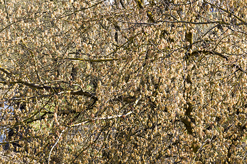 Image showing a maple tree blooming