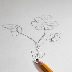 Image showing flower drawn in pencil