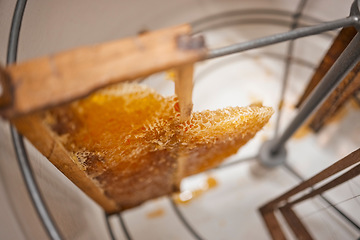 Image showing Honeycomb, natural product and honey production, harvest and manufacturing of sustainable organic produce with wood frame. Beekeeping industry, farm fresh and bee farming closeup and food extraction.