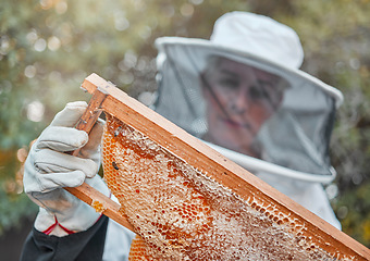 Image showing Bee farm, woman and honeycomb harvest with a farmer or garden worker in a safety suit. Sustainability, ecology and agriculture work of a employee with bees in nature working on beekeeping honey