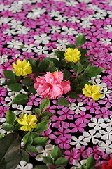 Image showing Floating flowers