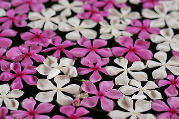 Image showing Floating flowers