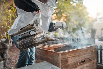 Image showing Beekeeper, bee farm and farmer with smoker tool in apiary for bees. Safety, food and person or worker in suit smoking beehive to calm bugs to harvest organic, healthy and fresh honey from insects.