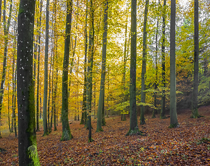 Image showing idyllic forest scenery at autumn time