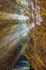 Image showing sunbeams in a forest