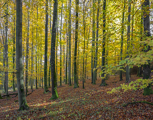 Image showing idyllic forest scenery at autumn time