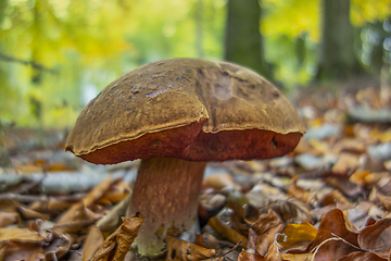 Image showing scarletina bolete closeup