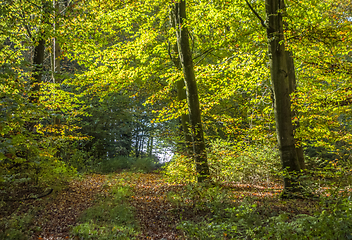 Image showing idyllic forest scenery at autumn time