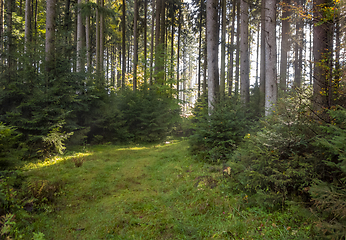 Image showing idyllic forest scenery at autumn time