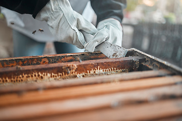 Image showing Honey, bees and production hands on a bee farm working with sustainability, food and worker with bugs. Insect, sustainable and healthy food plant growth of a farmer or agriculture employee work