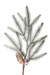 Image showing Christmas tree branch