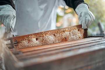 Image showing Beekeeping, honeycomb and worker in production of honey in agriculture industry. Bees, process and hands of a beekeeper in sustainable farming of sweet, organic and natural food on a farm in nature