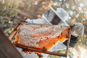 Image showing Honey, bee hive and farmer beekeeping or garden worker in nature with insects working. Sustainability, eco friendly and organic natural harvest of product food with eco nutrition agriculture