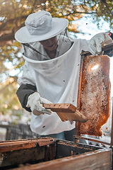 Image showing Honey farm, beekeeping and agriculture with a woman farmer working as a beekeeper in the countryside. Frame, farming and production with a female beekeeper at work with bees for fresh produce