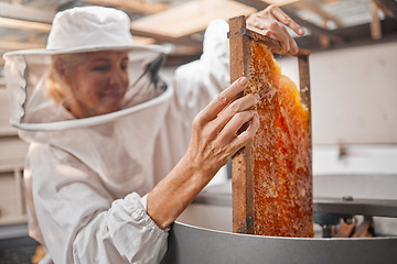 Image showing Woman beekeeper, honeycomb and beekeeping, sustainability in nature at bee farm warehouse. Farming, bees and agriculture, eco friendly honey manufacturing industry and safety for lady beeswax farmer.