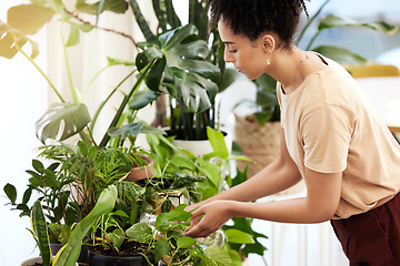 Image showing Black woman, water and indoor plants in home, care and eco friendly gardening, growth and sustainability. Young lady watering spring flowers, green leaves or house pots in apartment, house and nature
