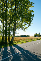 Image showing Tree, asphalt road and countryside highway with nature landscape for road trip, travel and adventure in summer. Environment, peace and calm rural route with shadow and blue sky for outdoor background