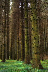 Image showing Forest, tree trunk and rainforest ecology for tropical agriculture sustainability, plants diversity and environment. Amazon, green energy and clean energy in nature landscape for fresh air or oxygen