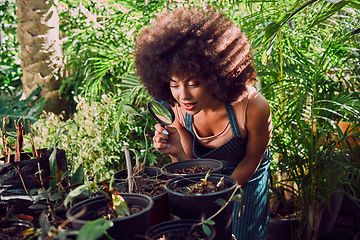 Image showing Plant shop, black woman and magnifying glass for greenhouse quality control, ecology and inspection for growth and development in garden or nursery shop. Female with magnifier for eco plants business