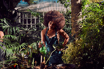 Image showing Gardening, woman and spray water in garden or nature, eco friendly nursery and plant. black woman, working and agriculture sustainability of plants and flowers or trees on summer with greenhouse