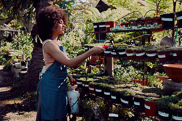 Image showing Black woman, garden and spray pesticide for plants, vegetation and against bugs outdoor. Ecofriendly, African American girl and female gardener use liquid to remove harmful species and protect growth