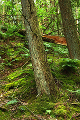 Image showing Background of tree trunk, pine forest and woods, nature and plants, green landscape and earth sustainability, ecology and leaves. Closeup western hemlock trees, bark and texture, moss and environment