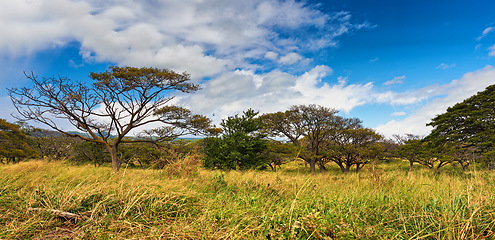 Image showing Nature, forest and landscape with blue sky background, trees and eco friendly outdoor environment in Africa. Woods, ecology or grass on field, plants and safari in kenya, savannah or natural wildlife