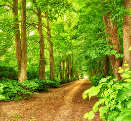 Image showing Nature, forest path and trees in calm woods, park or sustainable eco friendly environment background. Sustainability, leaves and Earth Day or travel landscape of natural countryside rainforest