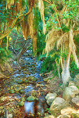 Image showing Nature, water and tree growth outdoor in the rainforest during summer or spring in a natural environment. Woods, forest and landscape with a river flowing through a dense green area of plant wildlife