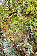 Image showing Tree, green and moss with environment and nature landscape, forest with bark, algae and ecology. Growth, wood from tree trunk and natural, earth and eco closeup, texture and growing vegetation zoom.