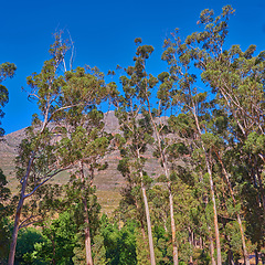 Image showing Nature environment, landscape and mountain with tree, blue sky and plants in summer outdoor in Australia. Sustainable, green ecology and mountain range, calm and natural beauty in spring and calm