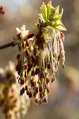 Image showing a maple tree blooming