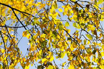 Image showing autumn yellow foliage