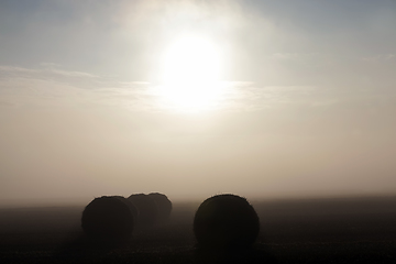 Image showing agricultural field