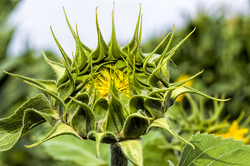 Image showing bright yellow petals on yellow sunflowers