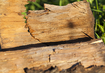 Image showing trees during logging