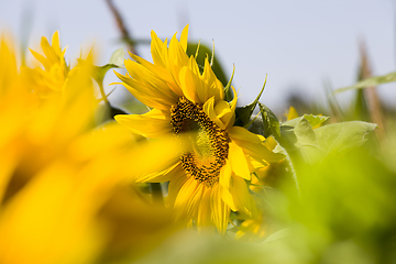 Image showing bright yellow petals on yellow sunflowers