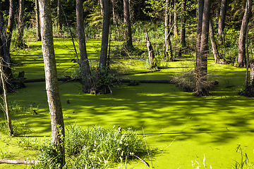 Image showing green slime swamp